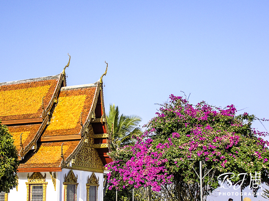 幻象而來的素貼寺
